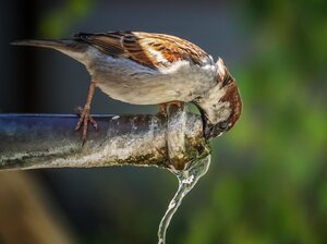 Quelle: Pixabay